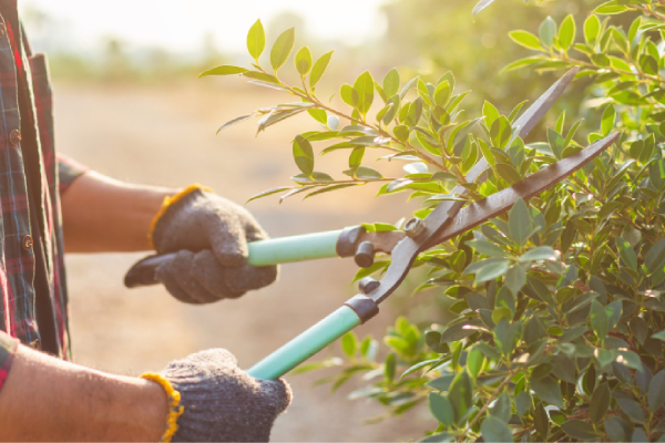 Gardener Gardener